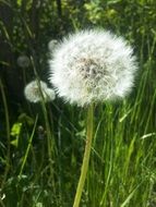 Dandelion Flower in a garden