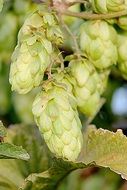 ripe Hops on Plant close up