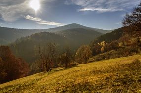 golden grass and autumn forest on the hill