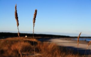 Baltic Sea coast in the municipality of prerow in Germany on a blurred background