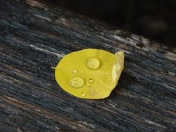 yellow Leaf with water drop