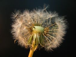 Dandelion Seeds at dark blur background