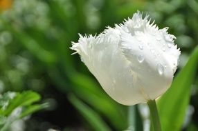 white tulip with torn petals close-up