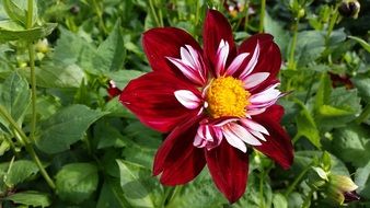 red and white flower blossom