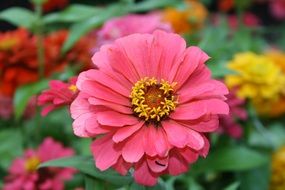 red zinnia flower close up