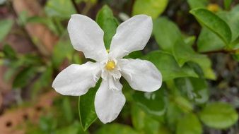 white flower with green leaves