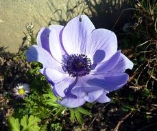 purple beauty flower