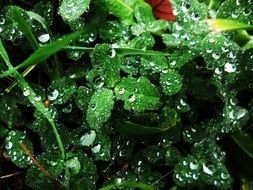 dew drops on Clover leaves, Macro