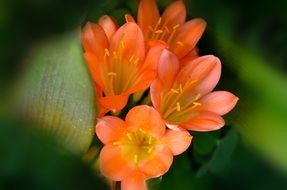 orange clivia closeup