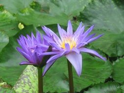 purple water lilies