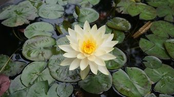 aquatic plants, lotus flowers