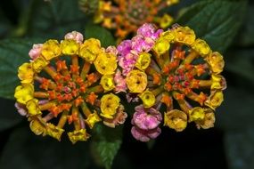 magnificent Lantane Blossom