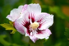 pink Hibiscus Flower macro