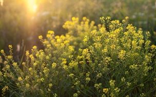 yellow flowering grass under the warm sun