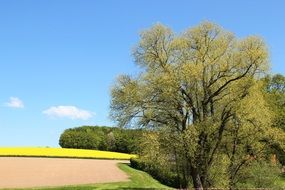 landscape of green trees and yellow rape field