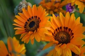 orange garden marguerites