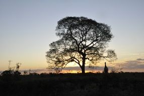 Nature Sunset Brazil
