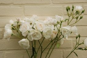bunch of White Roses at Wall