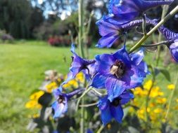 macro view of purple flowers in the flowerbed