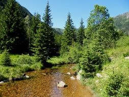Creek Trees