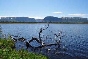 broken tree in the pond, Canada