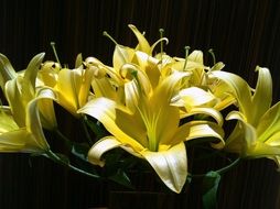 yellow lilies in the sun