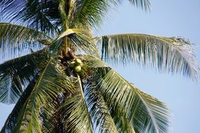 palm tree with green coconuts under the bright sun