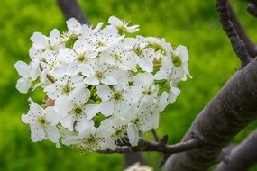 Pear flowers on tree branch
