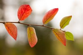 Colorful Autumn Foliage on twig
