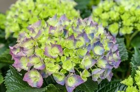 Beautiful and colorful hydrangea flowers blossom among green leaves