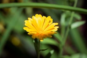bright yellow calendula closeup