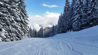 Snow Scene