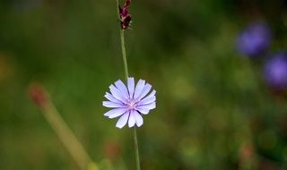 closeup picture of chicory like a flower