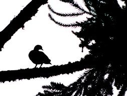 Silhouette of the pigeon on the tree clipart