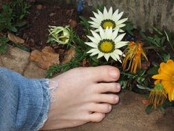 bare female Foot on stone at Flower