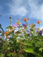 bush of garden flowers