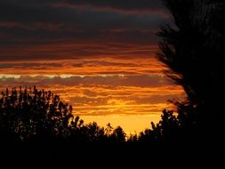 bright Sunset Clouds framed by dark trees silhouettes