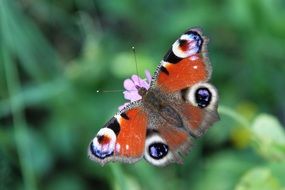 monarch butterfly on a flower in nature on a blurred background