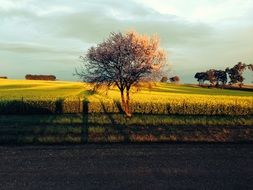 agricultural field at sunset