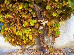 old grape bush