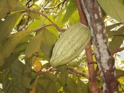 Cocoa plant with green leaves on Bali, Indonesia