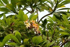 Tropical magnolia tree blossoms