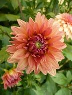 light orange dahlias on a bush close-up