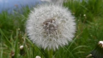 Dandelion seed head close up