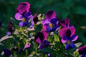 dark purple violets in a botanical garden