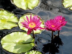 Water Lilies Flowers