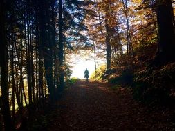 silhouette of a man in the mystical autumn forest