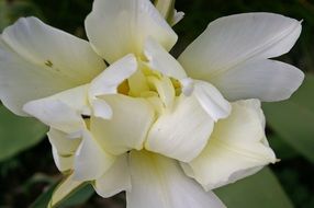 awakening flower bulb
