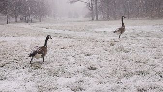 gray geese in a snowy park