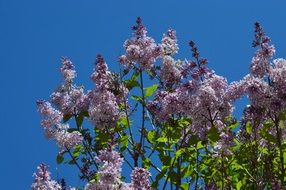 Purple Lilac flowers
